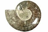 Polished Fossil Ammonite (Cleoniceras) - Madagascar #233750-1